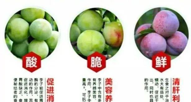 李子的性质探究（热性还是凉性？）