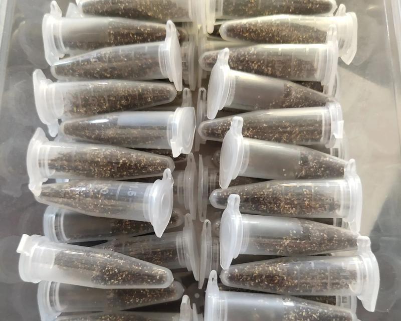 多肉植物的种子来源（从自然繁殖到人工培育，了解多肉种子的产生和获取）