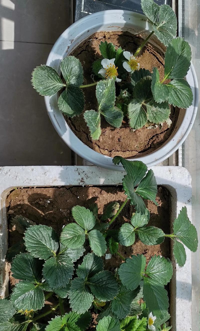 草莓花果开花时间（种植草莓的最佳时间、草莓开花结实的关键、草莓花果发育过程）