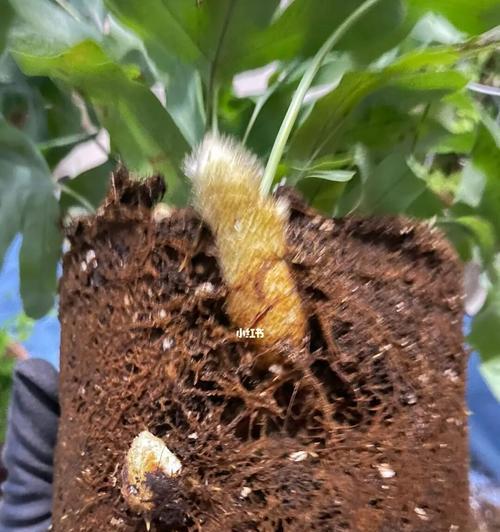 蓝星水龙骨叶片发黄的原因与处理方法（如何应对蓝星水龙骨叶片发黄的问题）