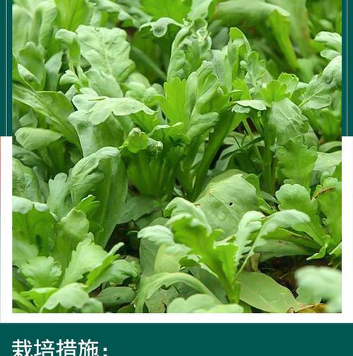 如何保存新鲜的菜花？（储存与保鲜方法）