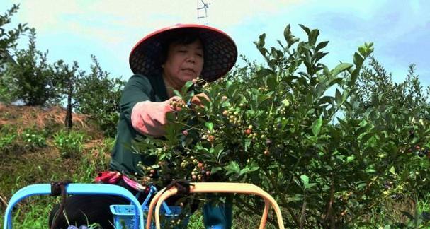 蓝莓落果原因及预防方法（探究蓝莓落果的影响因素与应对策略）