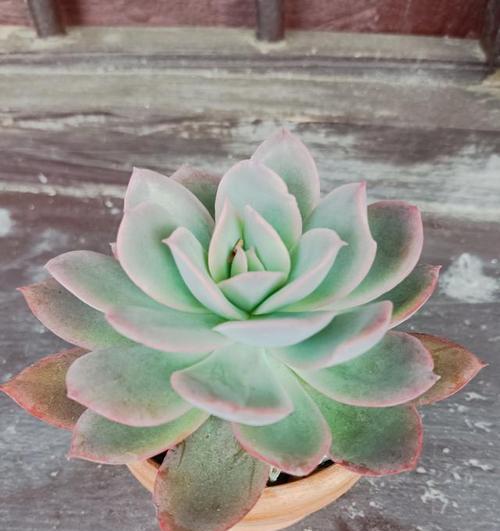 探秘景天科多肉（了解多肉植物的神奇世界）