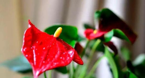 红掌花一年开花几次？（了解红掌花的开花周期。）