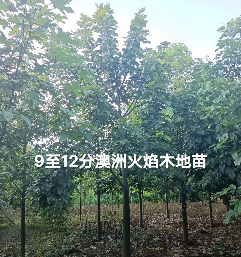 小扁豆是一种营养丰富的食品，其种植方法简单易操作。下面就详细介绍小扁豆的种植时间和方法。