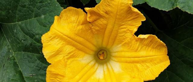 花生是单性花还是双性花？（探究花生的性别特征）