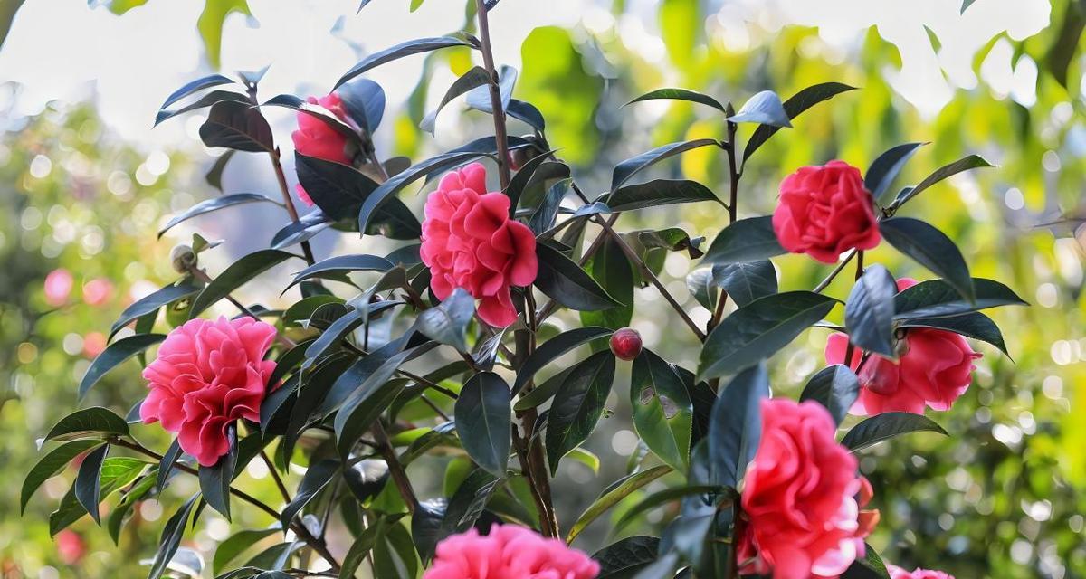 茶花冬季浇水技巧（冬季茶花的正确浇水方法）