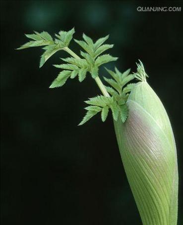 当归——伞形科多年生草本植物的神奇功效