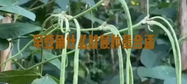 扁豆角种植全攻略（合适的月份、种植技巧、收获方法一网打尽）