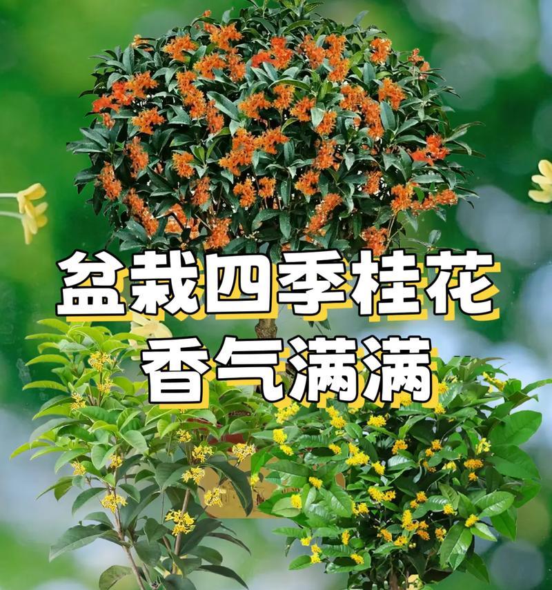 冬季桂花盆栽养护技巧（如何让桂花盆栽在冬季茁壮成长）