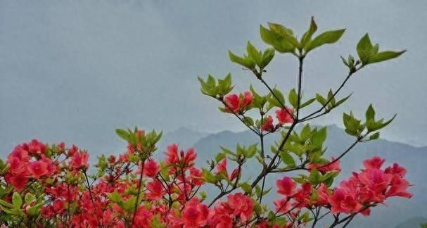 黄山市花——杜鹃花的象征与意义（探究黄山市花杜鹃花的文化内涵与传承）