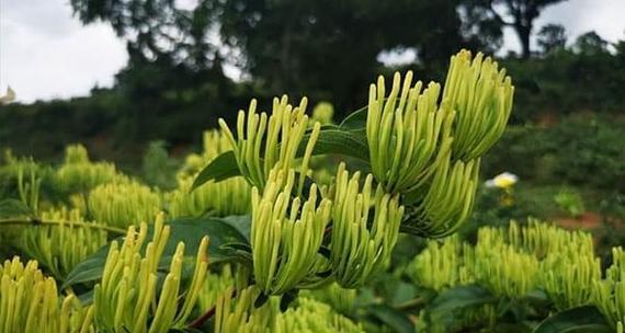 金银花种植指南（在院子里种植金银花的技巧与注意事项）