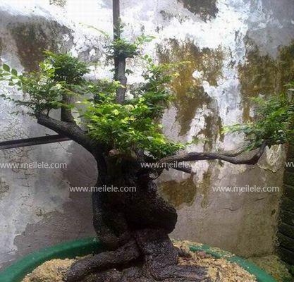 打造精致黑骨茶盆景（养护方法与注意事项）