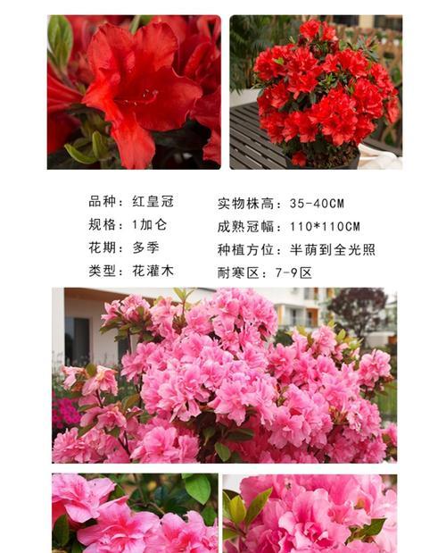 安酷杜鹃的养殖方法与注意事项（打造美丽花园，从养殖安酷杜鹃开始）