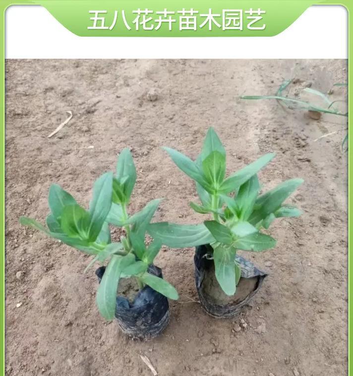 从0开始种百日草，让你的阳台变成花海（百日草种植指南）