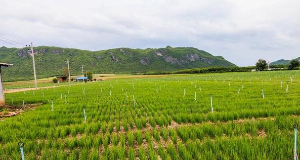 红豆种植方法与时间（红豆的生长过程及注意事项）
