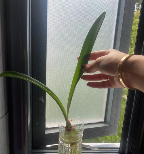 风信子为什么不开花（探究风信子不开花的原因和解决办法）