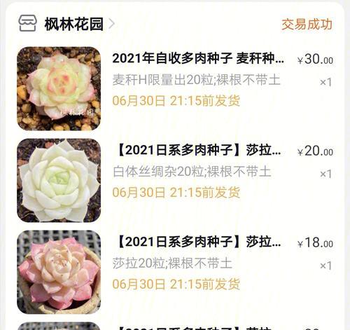 多肉种子的产生与培育方法（从授粉到成长，一步步解析多肉种子的形成过程）