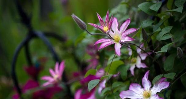 冬季室外合适种植的花种（以耐寒、美丽为标准选择适合的花种）
