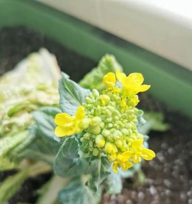 白菜开花了怎么办？——白菜开花的原因、特征及应对方法（了解白菜开花的特征，防止蔬菜品质下降）