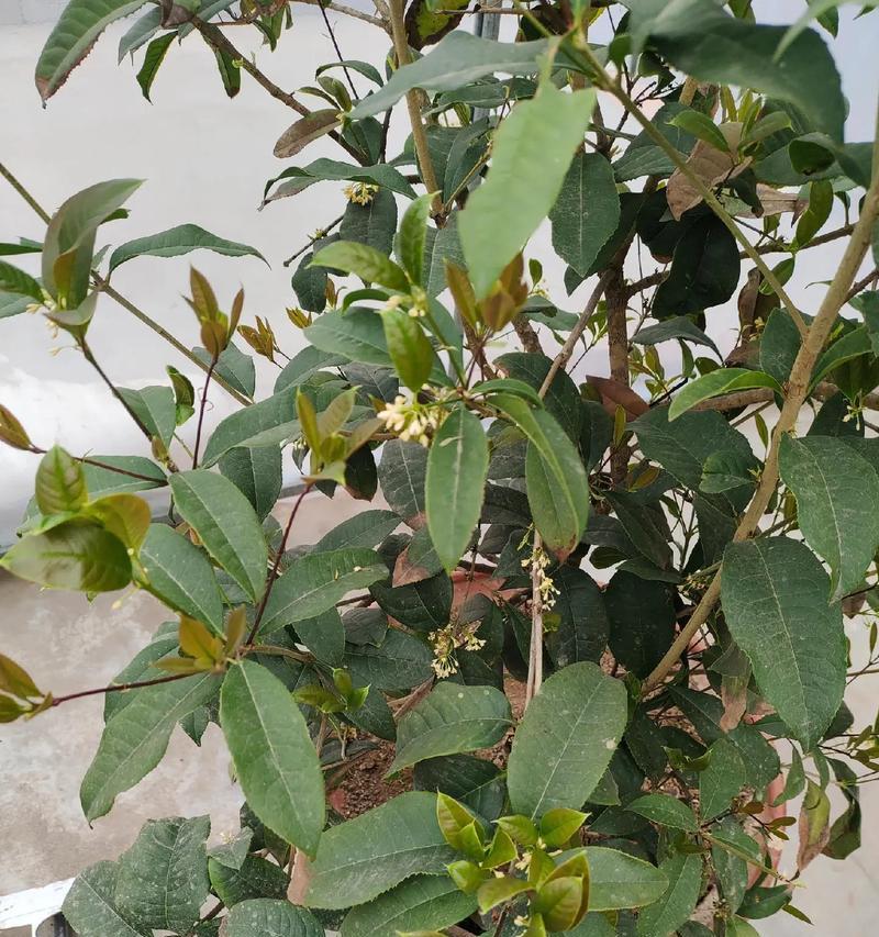 揭秘“桂花香味有毒”的真相（消除迷思，了解桂花香味的真相）