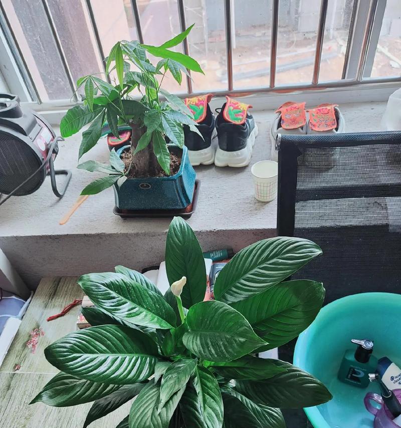为什么白掌不开花？（探究白掌不开花的原因及解决方法。）