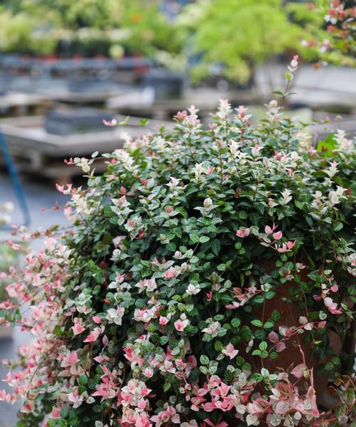 盛开的叶，迷人的花——观赏叶的花卉（独具魅力的叶子花卉，如何欣赏和养护？）