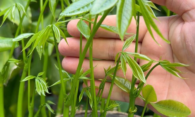 花树修剪指南（如何正确修剪花树，让它们更加健康美丽？）