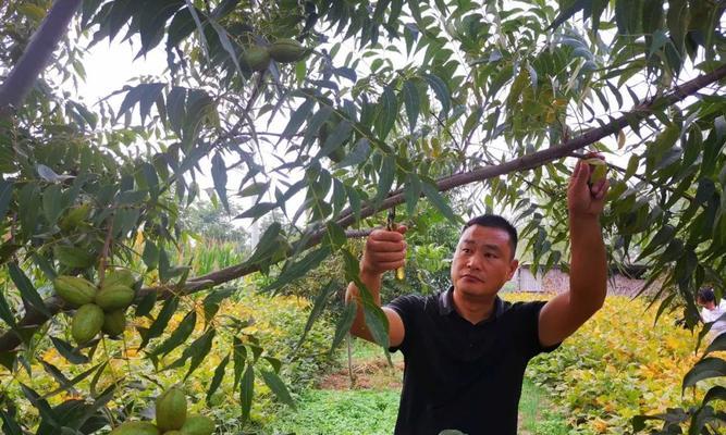 碧根果树是否能结果？（探究碧根果树的果实情况）