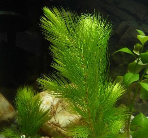 深入探究水生植物的生态特征（了解水生植物的分类、生长环境和生理特性）