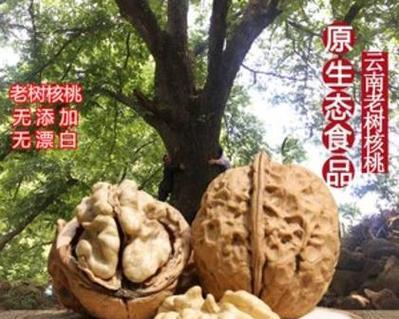 核桃的生长环境（寻找核桃的合适栽培地）