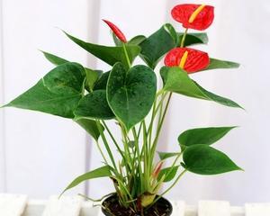 红掌的生物学特征及分类（探究红掌属植物的形态、分类、生长习性、种类等方面的特征）