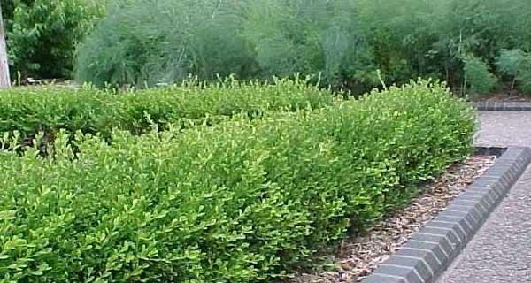 北方黄杨树种植指南（适合北方气候的优质园林植物）