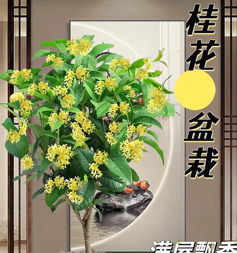 冬季养护桂花盆栽的注意事项（桂花盆栽冬季如何养护）