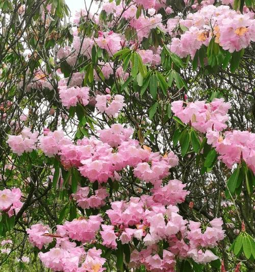 探秘黄山市花——杜鹃花的象征与意义（黄山市花杜鹃花的传说故事、品种特点与文化内涵）