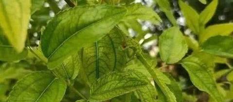 探究核桃落果的原因（剖析核桃树上的落果现象，解决核桃园主的烦恼）