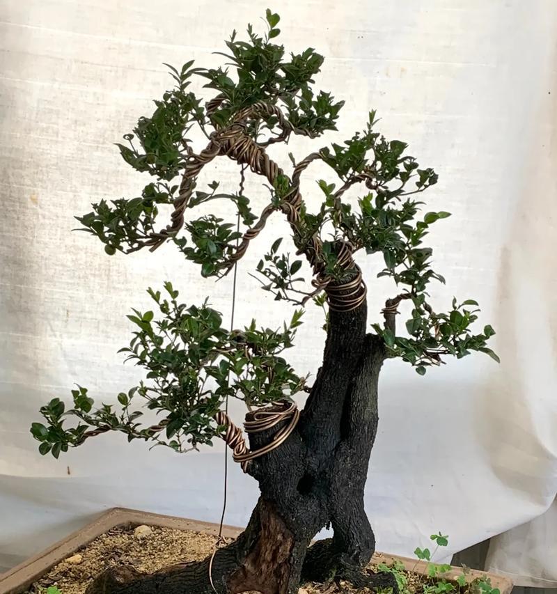 如何养护黑骨茶盆景（注意事项与护理方法，提高观赏效果）