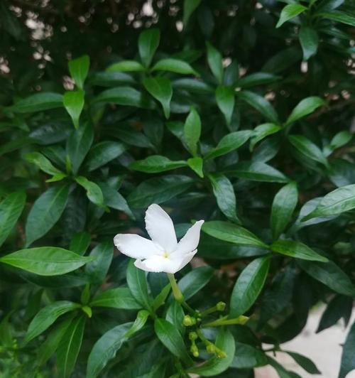 了解非洲茉莉、探究扦插方式、技巧分享（了解非洲茉莉、探究扦插方式、技巧分享）