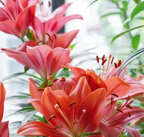 春天种植百合的时间与方法（百合的生长习性、适宜种植时间和注意事项）