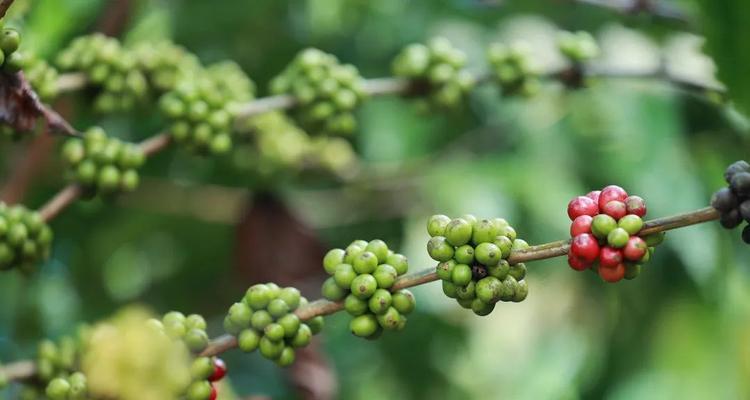 咖啡——热带之珍（探究咖啡的起源、种植、采摘及加工工艺）
