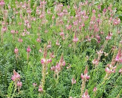 如何科学种植红豆？（红豆种植时间、方法及注意事项）