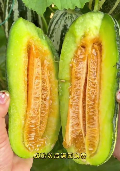 哈密瓜种子的营养价值与食用方法