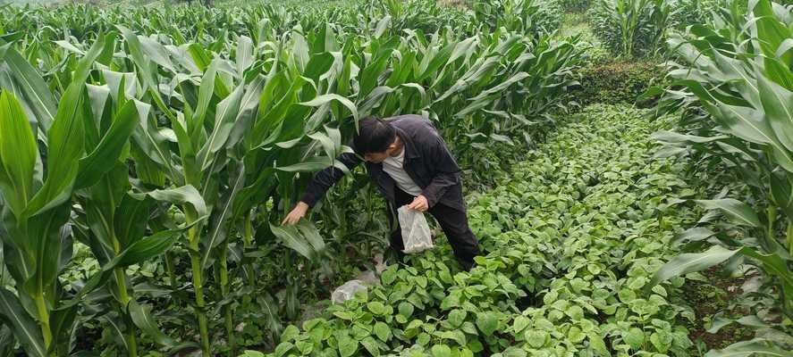 黄豆种植的最佳时间剖析（从气候、土壤到市场，了解黄豆种植的最佳时间）
