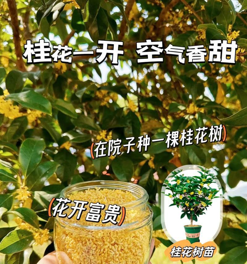 探讨桂花香味的有毒性问题