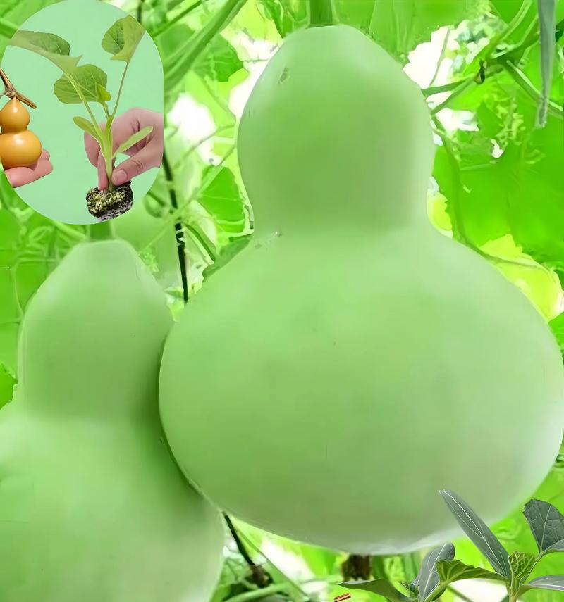葫芦幼苗的生长特征（了解葫芦幼苗的外观与形态）