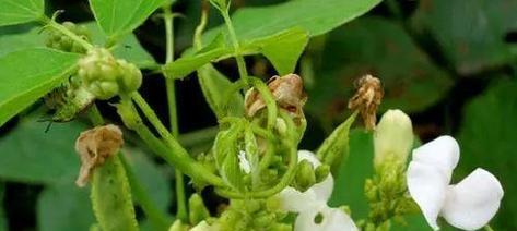 扁豆的种植时间和方法（从选地到收获，一步步教你种植扁豆）