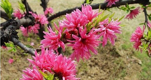红菊花的功效与作用（探秘红菊花的药用价值与养生功效）