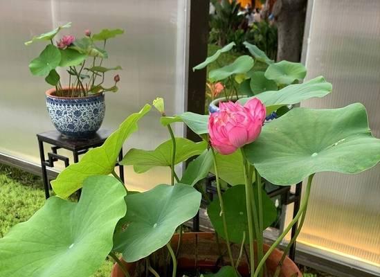 荷花的室内养殖实践（荷花在室内养殖的注意事项）