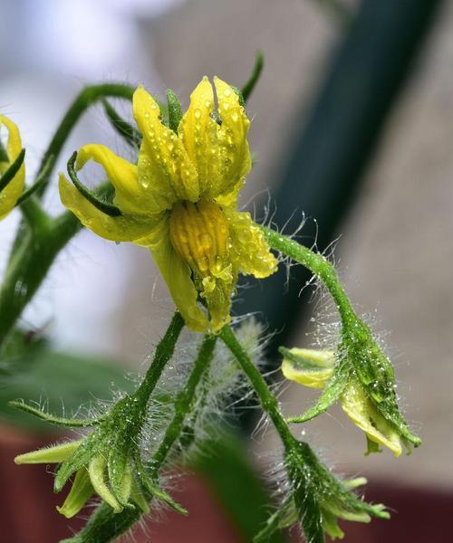 花生是双性花还是单性花？（探究花生的雄性和雌性结构，解密花生的繁殖方式）