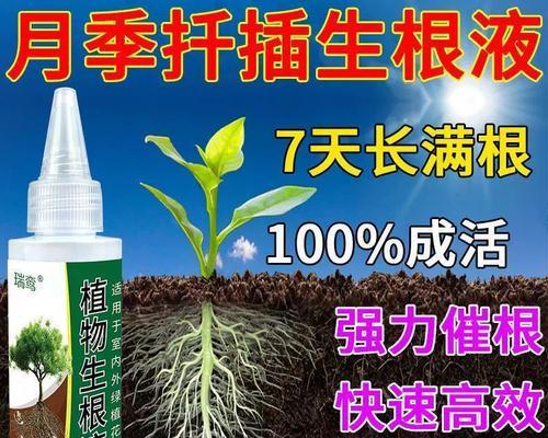 如何扦插繁殖桂花树（从选材到培养，快速成为花园中的明星）